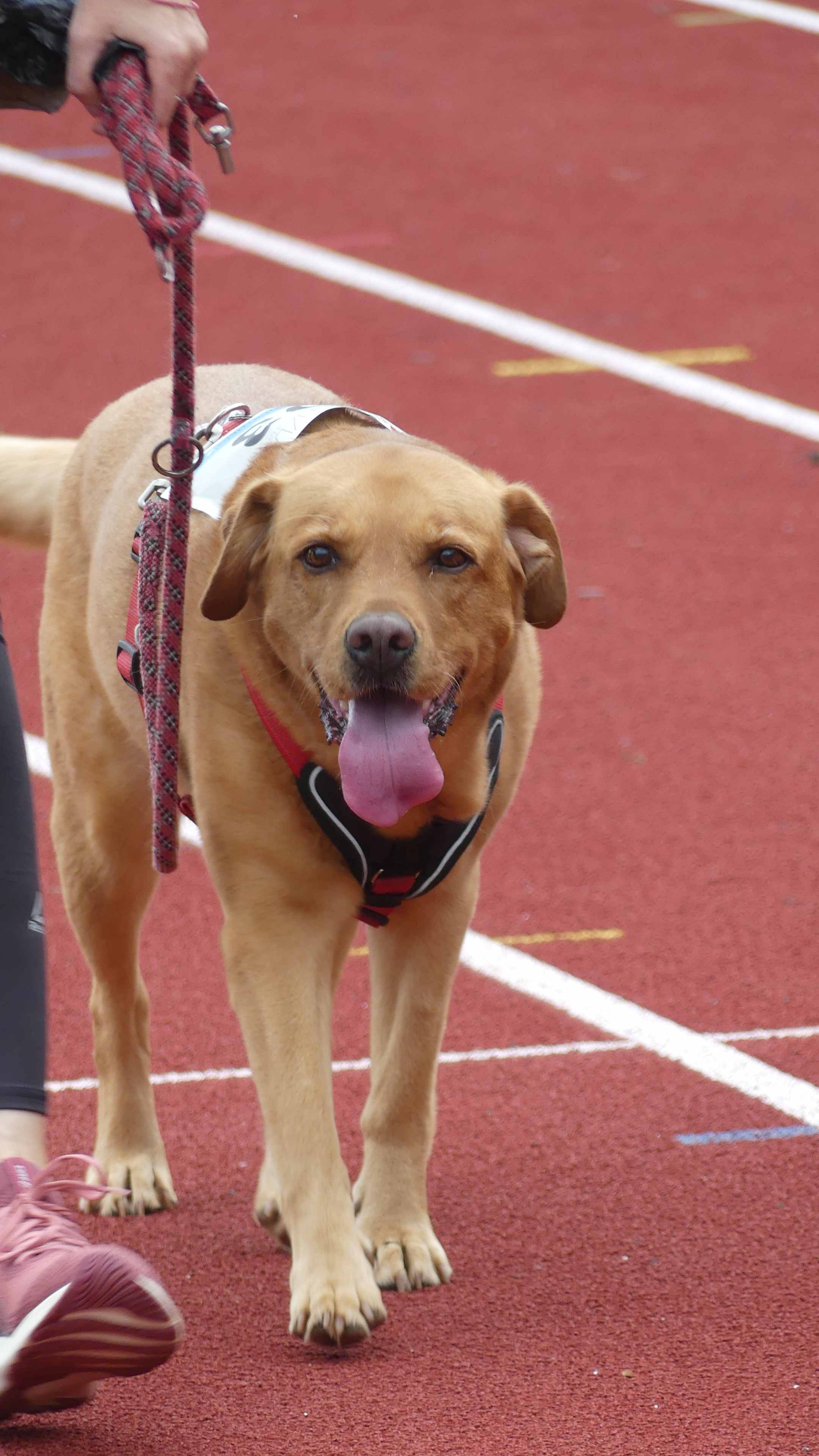 Bild vom 15. Benefizlauf im Jahr 2025. Dies ist das 131. Bild.